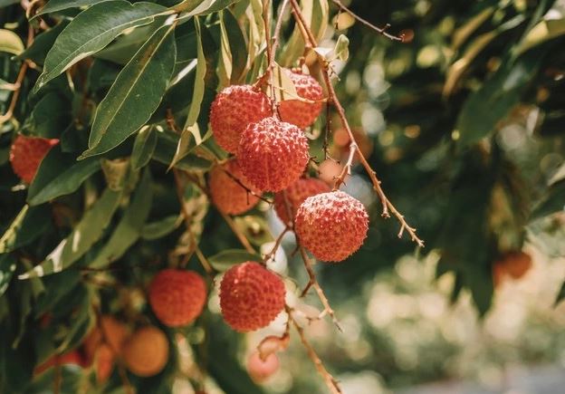 Vải ngon ngọt nhưng 5 nhóm người này nên hạn chế ăn kẻo "rước hoạ"- Ảnh 1. Vải ngon ngọt nhưng 5 nhóm người này nên hạn chế ăn kẻo "rước hoạ"- Ảnh 1.