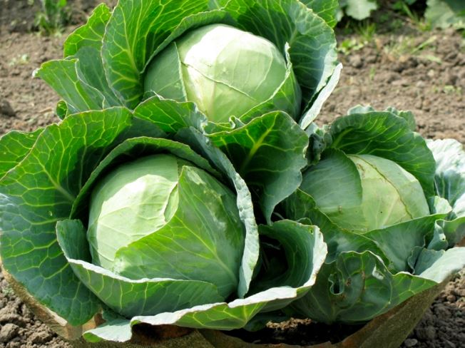 4 loại rau mùa hè dễ "ngậm" hóa chất nhất chợ, nhất là cái số 1- Ảnh 1. 4 loại rau mùa hè dễ "ngậm" hóa chất nhất chợ, nhất là cái số 1- Ảnh 1.