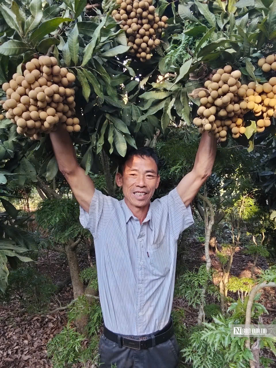 Làm chủ mùa vụ, nông dân Gia Lai hái trái ngọt quanh năm- Ảnh 1. Làm chủ mùa vụ, nông dân Gia Lai hái trái ngọt quanh năm- Ảnh 1.
