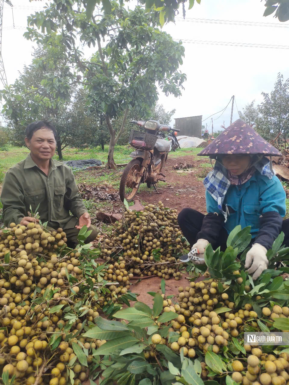 Làm chủ mùa vụ, nông dân Gia Lai hái trái ngọt quanh năm- Ảnh 4. Làm chủ mùa vụ, nông dân Gia Lai hái trái ngọt quanh năm- Ảnh 4.