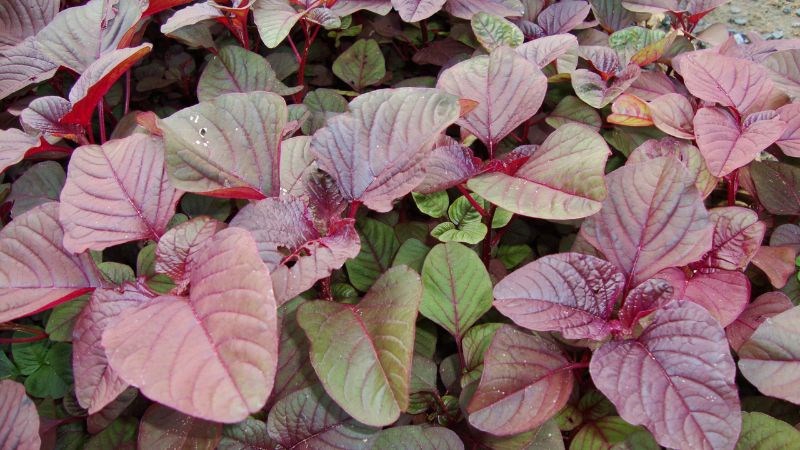Những điều cần lưu ý khi ăn rau dền- Ảnh 1. Những điều cần lưu ý khi ăn rau dền- Ảnh 1.
