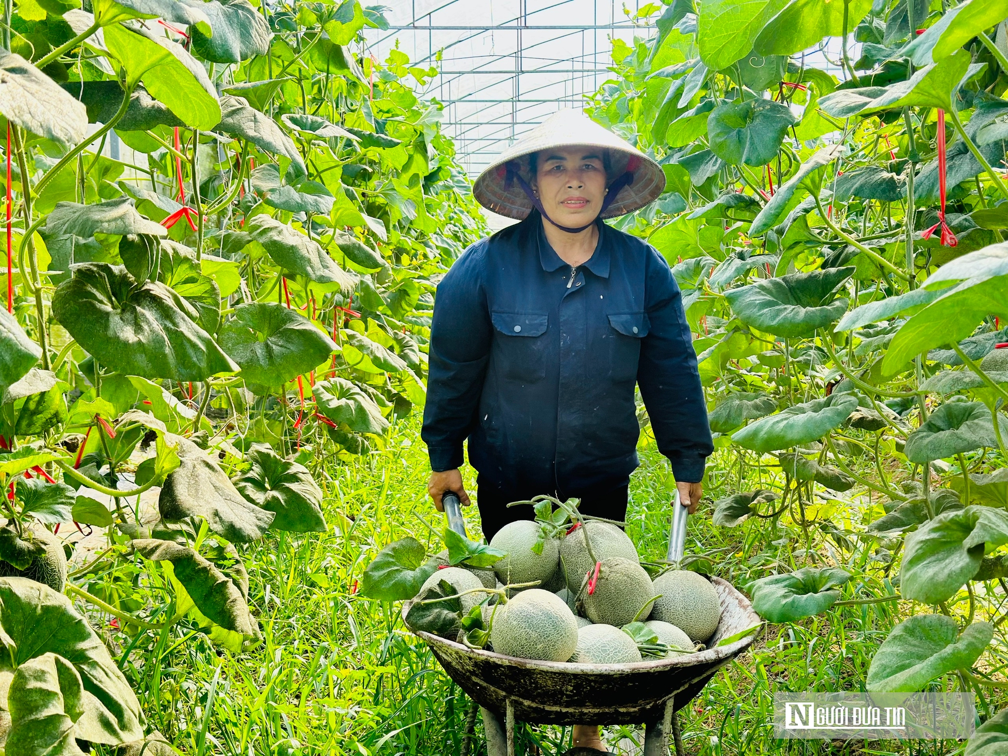 Chàng kỹ sư trẻ Nghệ An vào Hà Tĩnh lập nghiệp trồng nông sản hữu cơ- Ảnh 3. Chàng kỹ sư trẻ Nghệ An vào Hà Tĩnh lập nghiệp trồng nông sản hữu cơ- Ảnh 3.