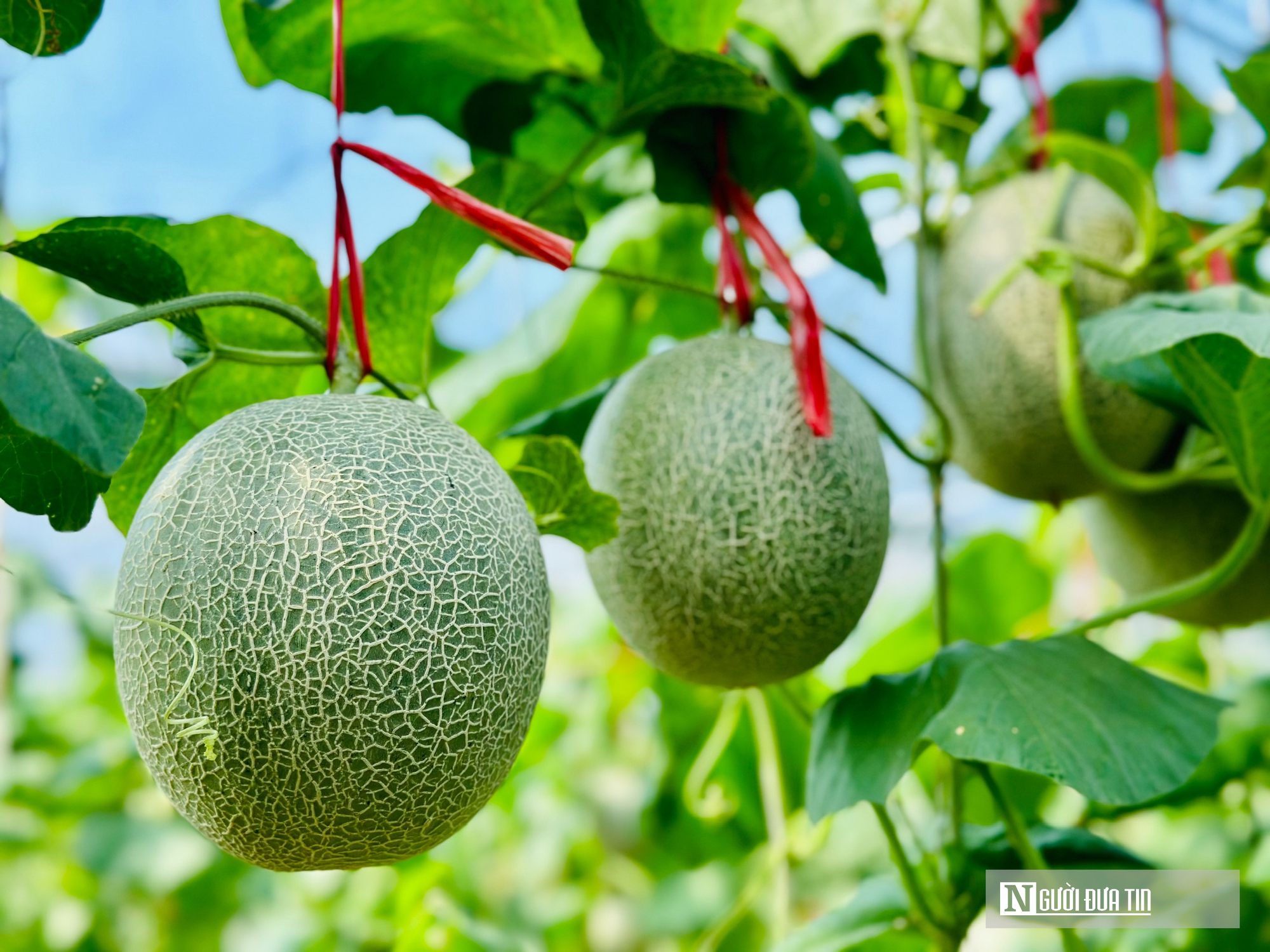 Chàng kỹ sư trẻ Nghệ An vào Hà Tĩnh lập nghiệp trồng nông sản hữu cơ- Ảnh 4. Chàng kỹ sư trẻ Nghệ An vào Hà Tĩnh lập nghiệp trồng nông sản hữu cơ- Ảnh 4.