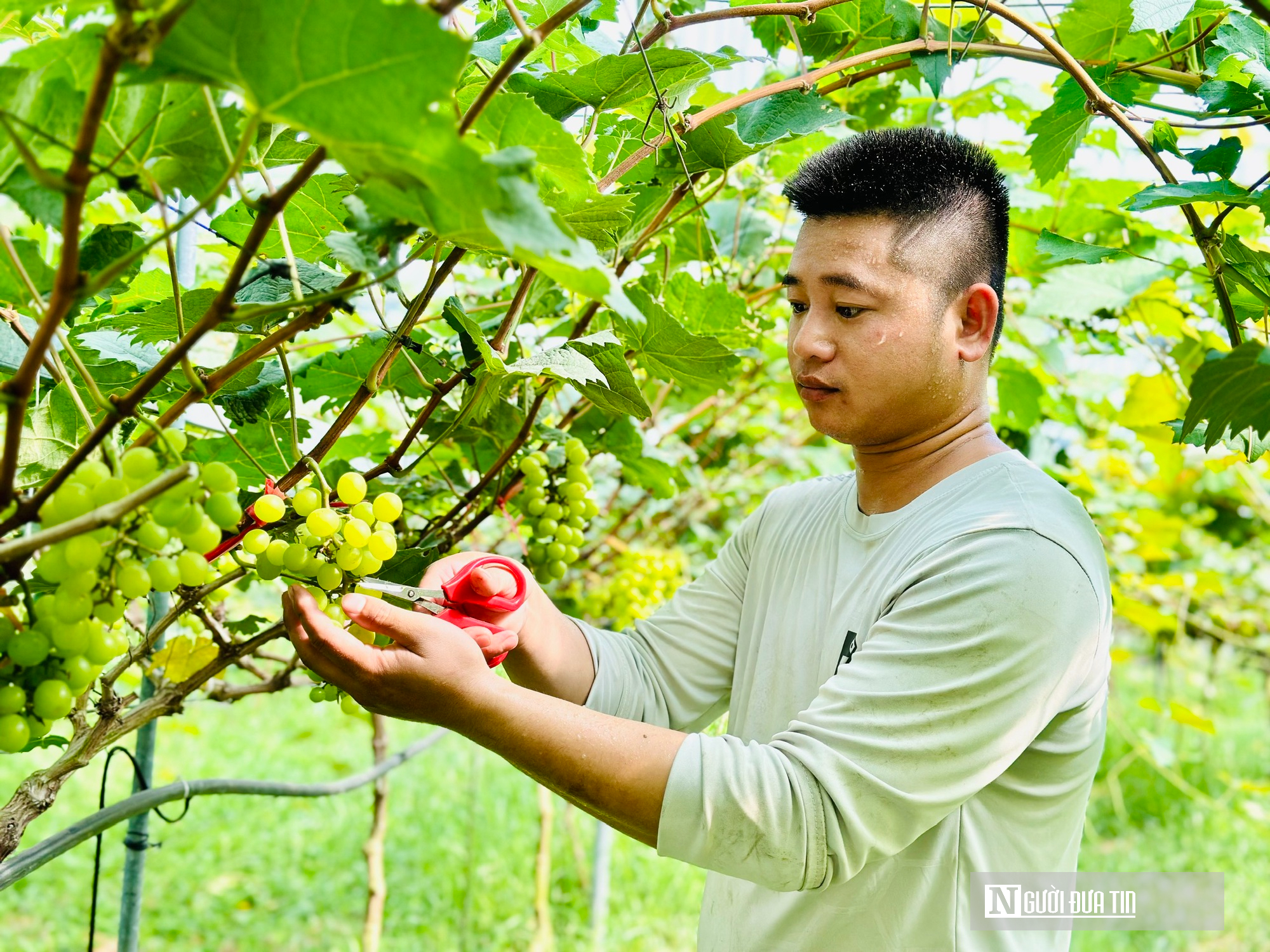 Chàng kỹ sư trẻ Nghệ An vào Hà Tĩnh lập nghiệp trồng nông sản hữu cơ- Ảnh 6. Chàng kỹ sư trẻ Nghệ An vào Hà Tĩnh lập nghiệp trồng nông sản hữu cơ- Ảnh 6.