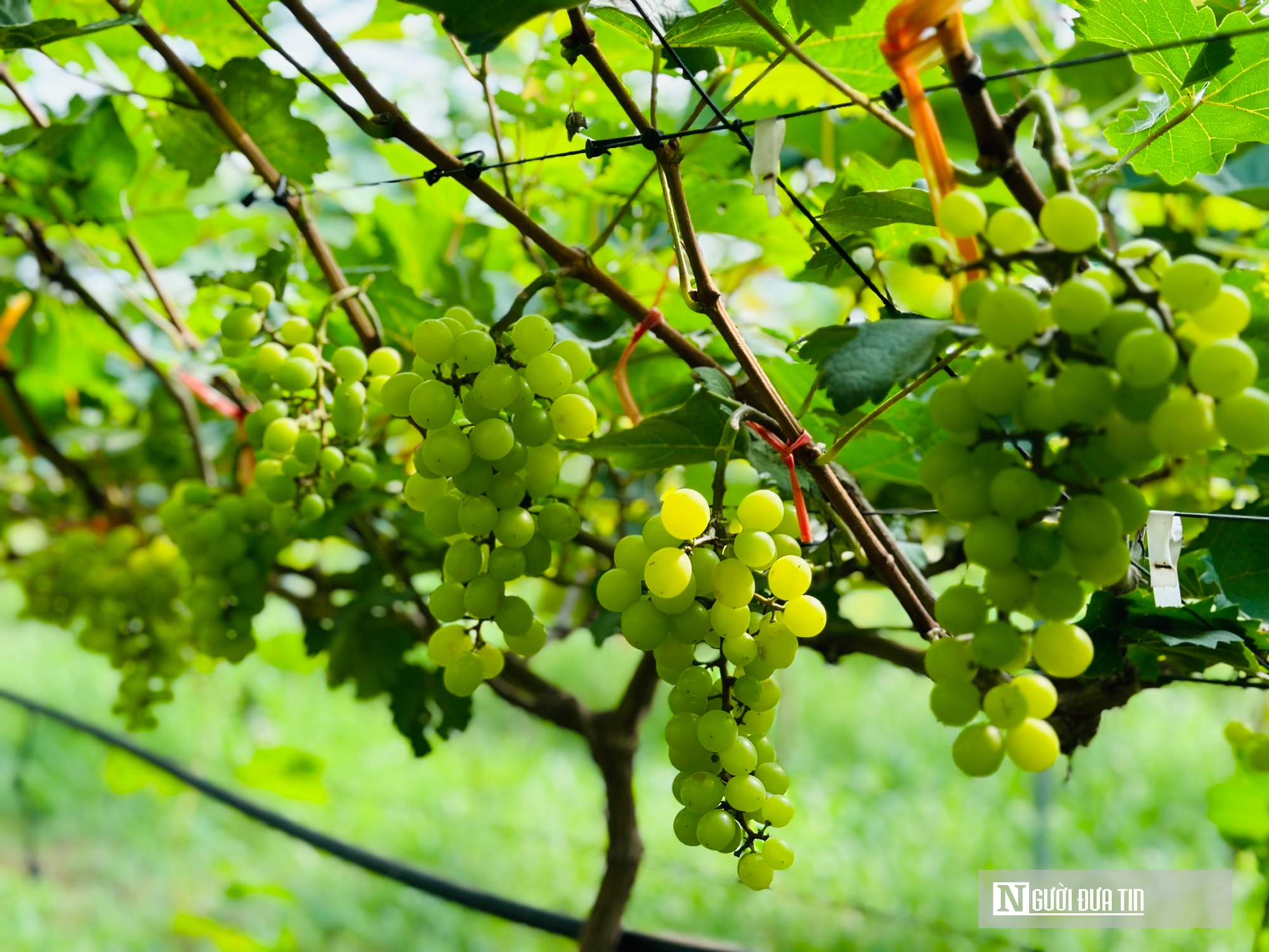 Chàng kỹ sư trẻ Nghệ An vào Hà Tĩnh lập nghiệp trồng nông sản hữu cơ- Ảnh 7. Chàng kỹ sư trẻ Nghệ An vào Hà Tĩnh lập nghiệp trồng nông sản hữu cơ- Ảnh 7.