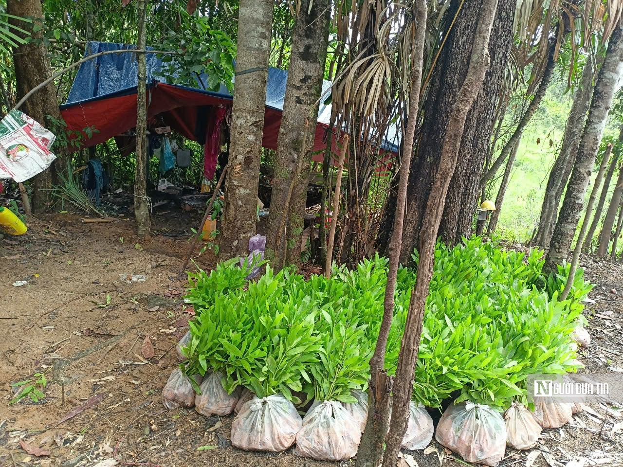 Trồng rừng giữa mùa mưa: Hạt giống sinh kế, lá chắn phòng chống thiên tai- Ảnh 2. Trồng rừng giữa mùa mưa: Hạt giống sinh kế, lá chắn phòng chống thiên tai- Ảnh 2.