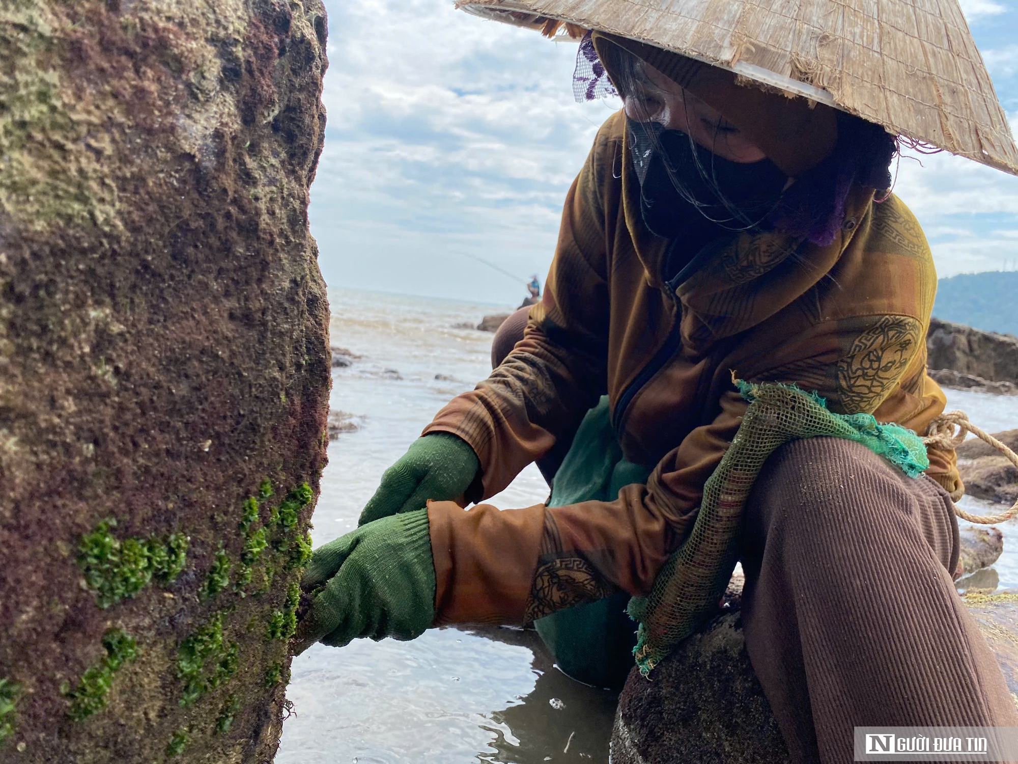 Nông dân Nghệ An vớt “lộc biển”, kiếm nửa triệu mỗi ngày- Ảnh 8.