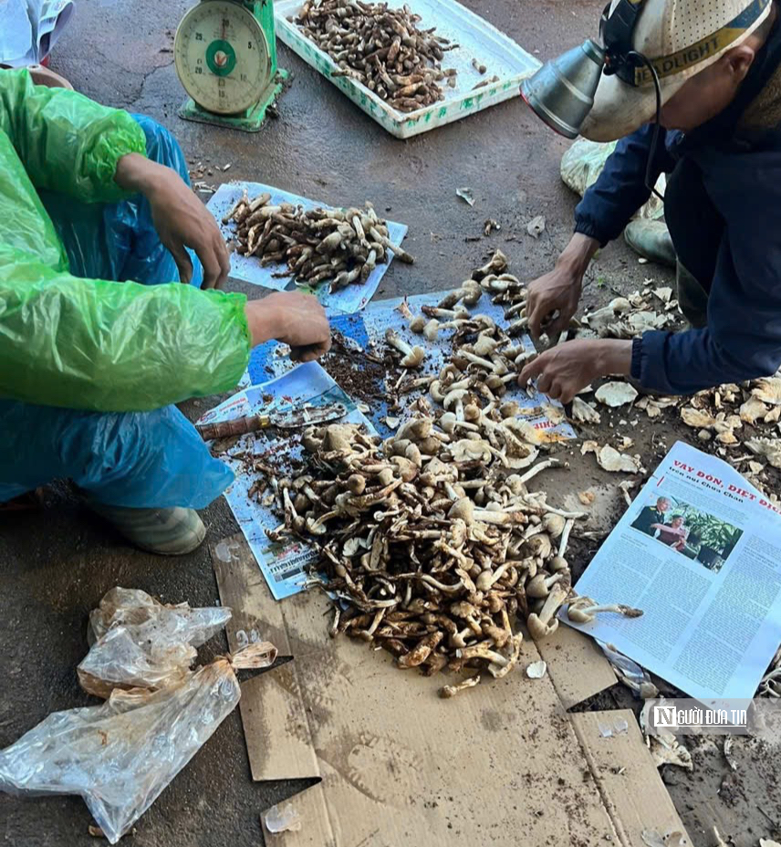 Kiếm tiền triệu mỗi ngày nhờ “lộc trời”- Ảnh 3. Kiếm tiền triệu mỗi ngày nhờ “lộc trời”- Ảnh 3.