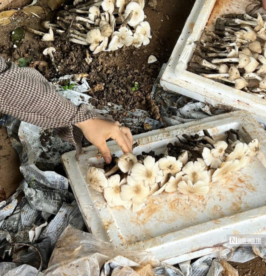 Kiếm tiền triệu mỗi ngày nhờ “lộc trời”- Ảnh 5. Kiếm tiền triệu mỗi ngày nhờ “lộc trời”- Ảnh 5.