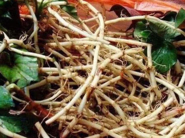 Đừng chỉ ăn lá, rễ loại cây này quý như "nhân sâm người nghèo" ở quê mọc um tùm như cỏ dại- Ảnh 2. Đừng chỉ ăn lá, rễ loại cây này quý như "nhân sâm người nghèo" ở quê mọc um tùm như cỏ dại- Ảnh 2.