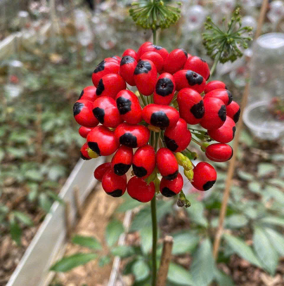 Hoa sâm Ngọc Linh. Hoa sâm Ngọc Linh.