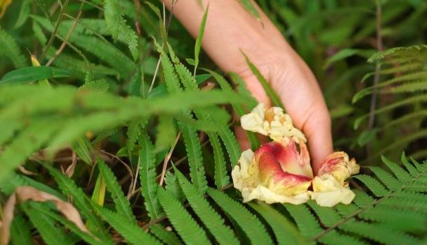 Thứ đặc sản xưa rụng thối gốc không ai nhặt nay được dân phố săn lùng- Ảnh 1. Thứ đặc sản xưa rụng thối gốc không ai nhặt nay được dân phố săn lùng- Ảnh 1.