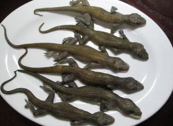 Thứ "xưa không ai ăn" nay thành đặc sản đắt đỏ dân phố thích mê, 1,4 triệu đồng/kg- Ảnh 2. Thứ "xưa không ai ăn" nay thành đặc sản đắt đỏ dân phố thích mê, 1,4 triệu đồng/kg- Ảnh 2.