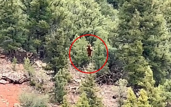 Hình ảnh bí ẩn ghi lại ở Colorado khiến nhiều người tin quái vật Bigfoot có thật. Hình ảnh bí ẩn ghi lại ở Colorado khiến nhiều người tin quái vật Bigfoot có thật.