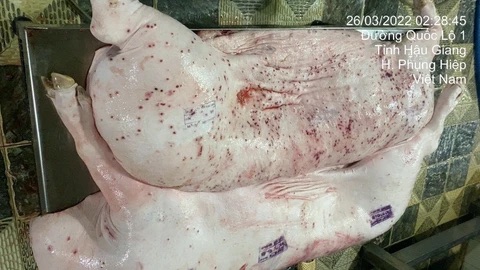 Đề nghị Bộ Công an điều tra thông tin tố C.P. Việt Nam bán thịt lợn bệnh- Ảnh 1. Đề nghị Bộ Công an điều tra thông tin tố C.P. Việt Nam bán thịt lợn bệnh- Ảnh 1.