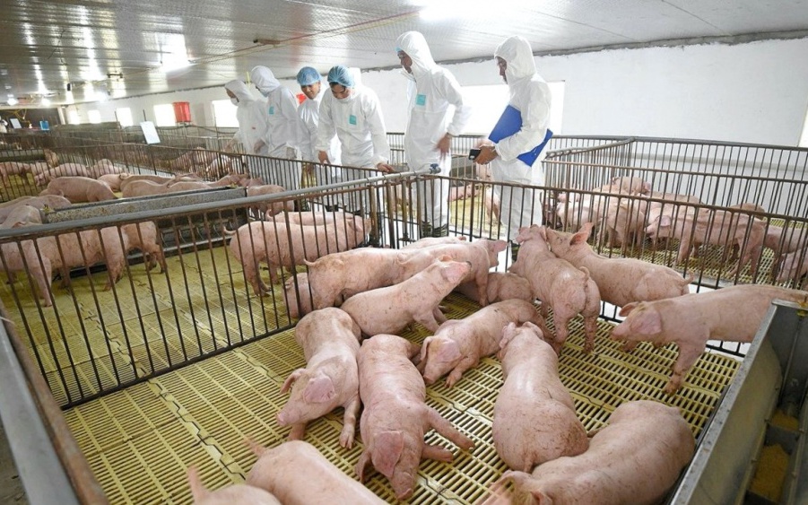 Cổ phiếu Dabaco tăng kịch trần sau lùm xùm C.P. Việt Nam bán thịt lợn bệnh