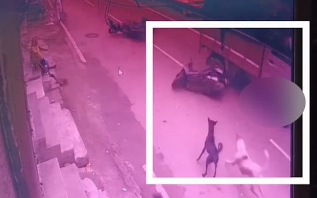 Ngã xuống đường khi bị chó đuổi, nam thiếu niên bị ô tô đâm trúng
