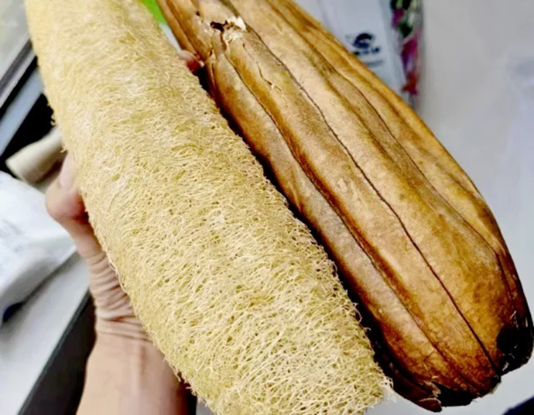 Thứ đặc sản xưa rụng thối gốc không ai nhặt, nay quý như "mỏ vàng" nhặt bán gần 1 triệu/kg- Ảnh 3. Thứ đặc sản xưa rụng thối gốc không ai nhặt, nay quý như "mỏ vàng" nhặt bán gần 1 triệu/kg- Ảnh 3.
