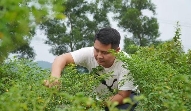 Loại quả đắt đỏ bậc nhất thế giới, giá tới 600 triệu đồng/kg, ở Việt Nam có người đem tặng miễn phí- Ảnh 4. Loại quả đắt đỏ bậc nhất thế giới, giá tới 600 triệu đồng/kg, ở Việt Nam có người đem tặng miễn phí- Ảnh 4.