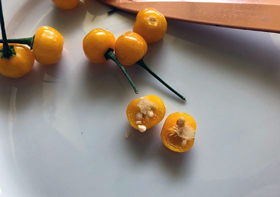 Loại quả đắt đỏ bậc nhất thế giới, giá tới 600 triệu đồng/kg, ở Việt Nam có người đem tặng miễn phí- Ảnh 3. Loại quả đắt đỏ bậc nhất thế giới, giá tới 600 triệu đồng/kg, ở Việt Nam có người đem tặng miễn phí- Ảnh 3.