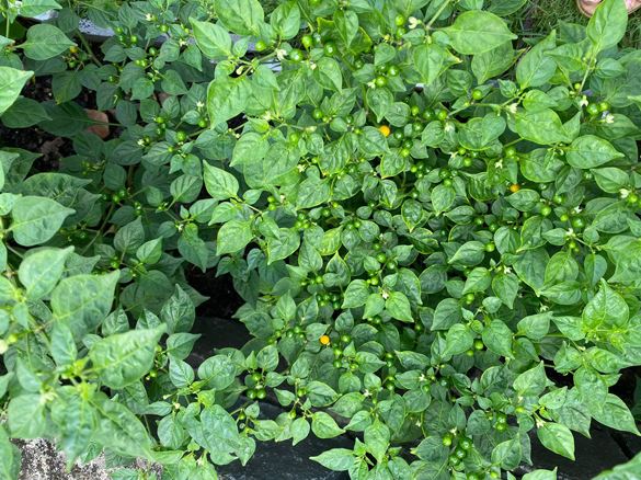 Loại quả đắt đỏ bậc nhất thế giới, giá tới 600 triệu đồng/kg, ở Việt Nam có người đem tặng miễn phí- Ảnh 6. Loại quả đắt đỏ bậc nhất thế giới, giá tới 600 triệu đồng/kg, ở Việt Nam có người đem tặng miễn phí- Ảnh 6.