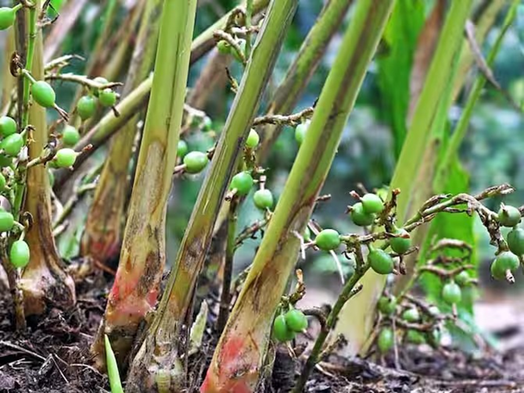 Loại gia vị đắt đỏ bậc nhất thế giới, 2 triệu đồng/kg, ở Việt Nam trồng bạt ngàn- Ảnh 1. Loại gia vị đắt đỏ bậc nhất thế giới, 2 triệu đồng/kg, ở Việt Nam trồng bạt ngàn- Ảnh 1.