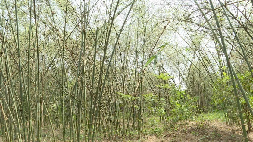 Cách diệt đàn châu chấu xuất hiện bất thường tại Quảng Bình- Ảnh 2. Cách diệt đàn châu chấu xuất hiện bất thường tại Quảng Bình- Ảnh 2.