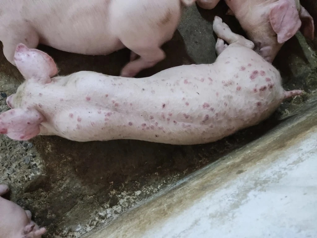 Lợn phải tiêu hủy do dịch bệnh được hỗ trợ 40.000 đồng/kg hơi- Ảnh 1. Lợn phải tiêu hủy do dịch bệnh được hỗ trợ 40.000 đồng/kg hơi- Ảnh 1.