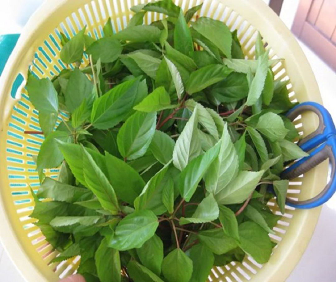 2 loại rau ít "ngậm" thuốc trừ sâu nhất chợ, nhất là cái số 1 ở quê rất nhiều- Ảnh 3. 2 loại rau ít "ngậm" thuốc trừ sâu nhất chợ, nhất là cái số 1 ở quê rất nhiều- Ảnh 3.