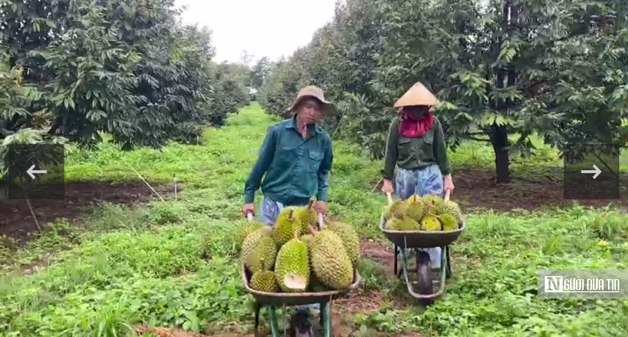 Hành trình gian nan đưa nông sản sạch đến bàn ăn- Ảnh 4. Hành trình gian nan đưa nông sản sạch đến bàn ăn- Ảnh 4.