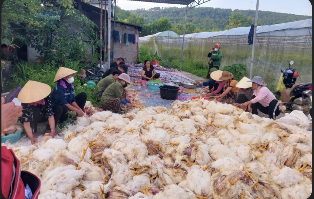 Người dân đến hỗ trợ, giải cứu chủ trại có hơn 10.000 con gà chết ngạt- Ảnh 3. Người dân đến hỗ trợ, giải cứu chủ trại có hơn 10.000 con gà chết ngạt- Ảnh 3.