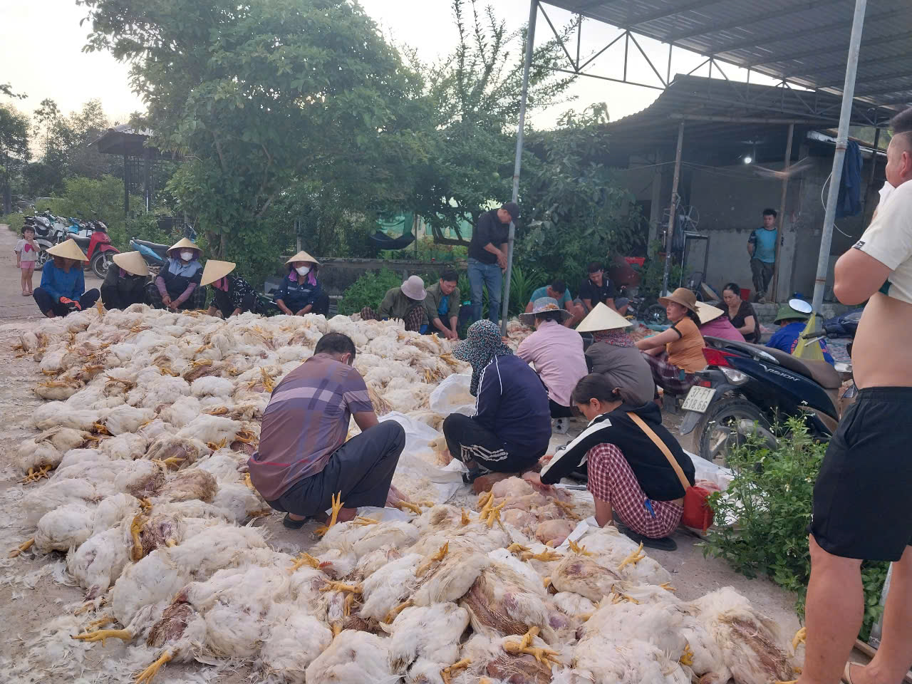 Người dân đến hỗ trợ, giải cứu chủ trại có hơn 10.000 con gà chết ngạt- Ảnh 4. Người dân đến hỗ trợ, giải cứu chủ trại có hơn 10.000 con gà chết ngạt- Ảnh 4.
