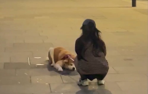 chú chó nằm lỳ từ chối di chuyển khiến người đi đường bật cười.