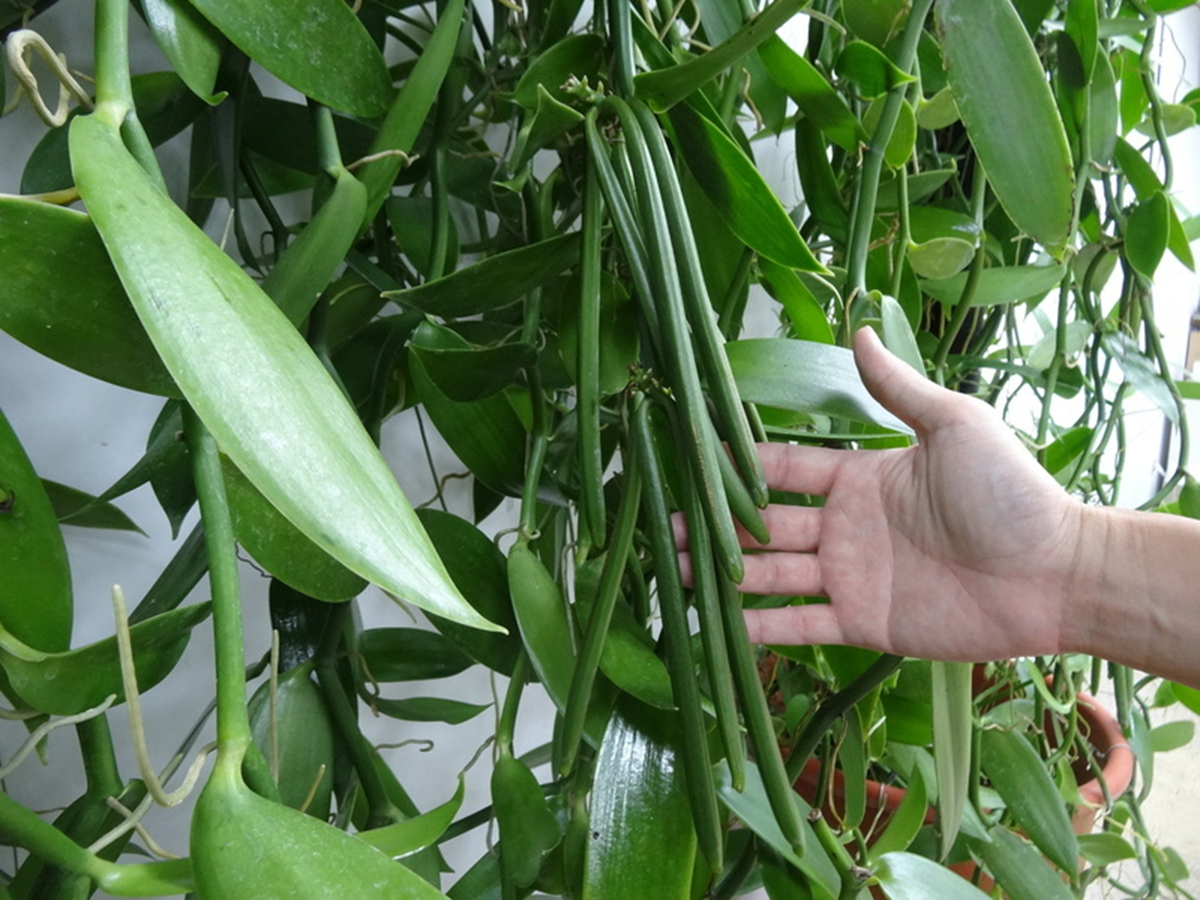Loại quả đắt đỏ bậc nhất thế giới, từng có giá 15 triệu đồng/kg, ở Việt Nam có người trồng thành công- Ảnh 1. Loại quả đắt đỏ bậc nhất thế giới, từng có giá 15 triệu đồng/kg, ở Việt Nam có người trồng thành công- Ảnh 1.