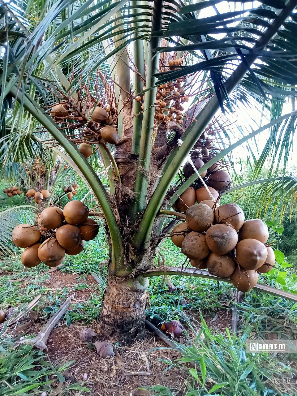 Nông dân vùng biên trồng dừa xiêm, thu hàng trăm triệu đồng mỗi năm- Ảnh 2. Nông dân vùng biên trồng dừa xiêm, thu hàng trăm triệu đồng mỗi năm- Ảnh 2.