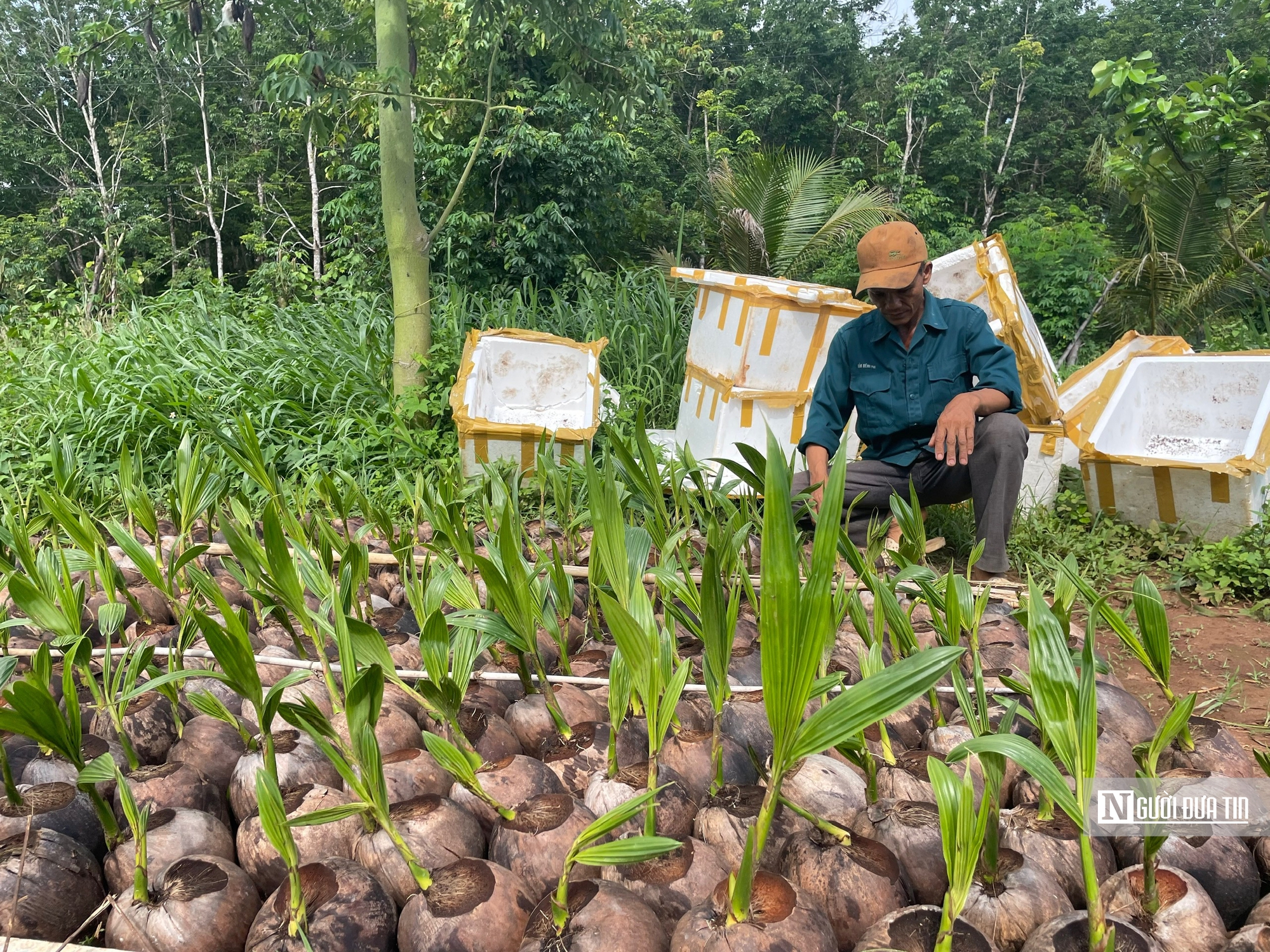 Nông dân vùng biên trồng dừa xiêm, thu hàng trăm triệu đồng mỗi năm- Ảnh 3. Nông dân vùng biên trồng dừa xiêm, thu hàng trăm triệu đồng mỗi năm- Ảnh 3.