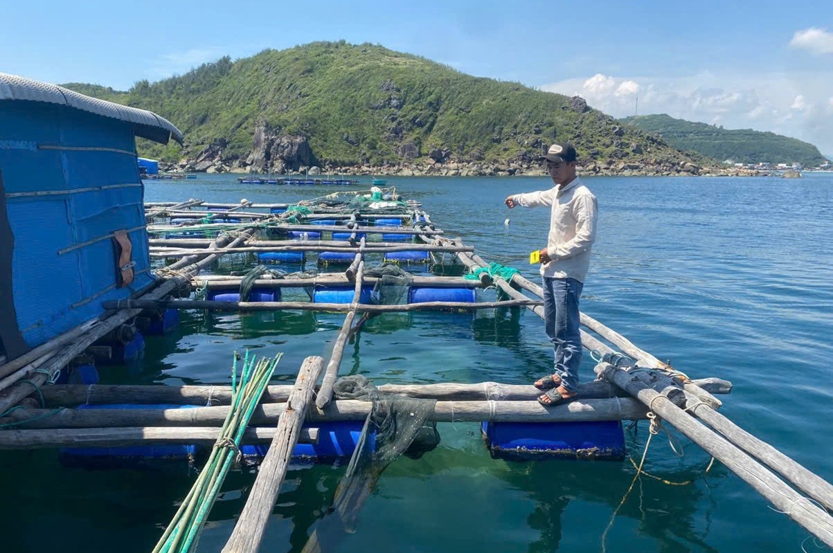 Bắt tạm giam 4 đối tượng trộm cắp tôm hùm, chiếm đoạt hơn 300 triệu đồng- Ảnh 1. Bắt tạm giam 4 đối tượng trộm cắp tôm hùm, chiếm đoạt hơn 300 triệu đồng- Ảnh 1.