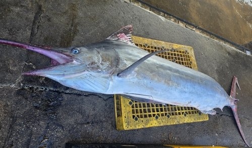 Ngư dân bắt được con cá khổng lồ dài 3 mét, nặng 226kg - Ảnh 2.