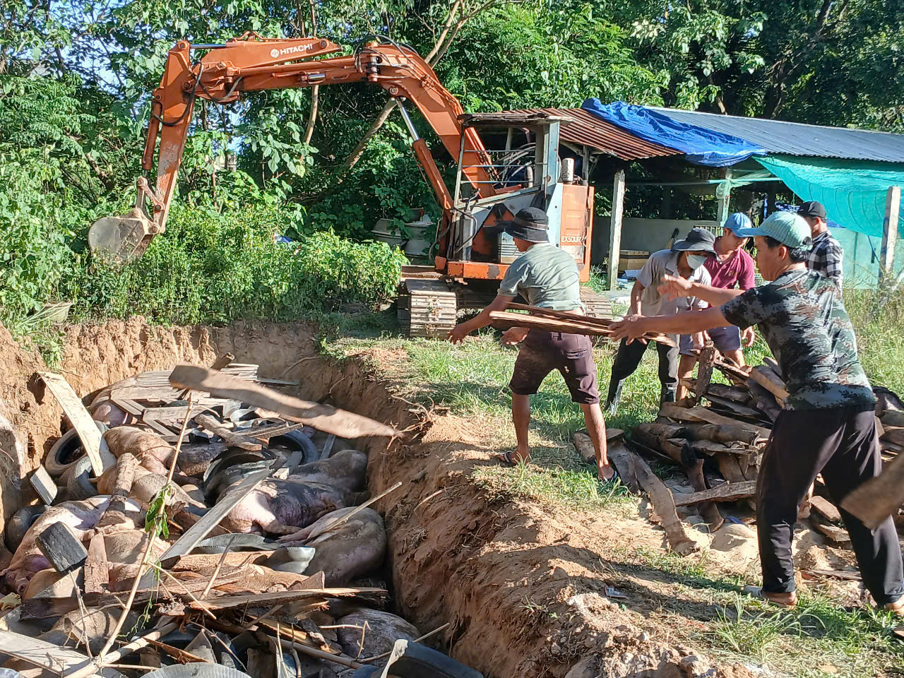 Gia Lai:Thu gom xác heo chết, khoanh vùng dập dịch tả heo châu Phi- Ảnh 3. Gia Lai:Thu gom xác heo chết, khoanh vùng dập dịch tả heo châu Phi- Ảnh 3.
