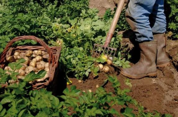 Loại củ đắt đỏ bậc nhất thế giới, giá 29 triệu đồng/kg, chỉ duy nhất một nơi có- Ảnh 2. Loại củ đắt đỏ bậc nhất thế giới, giá 29 triệu đồng/kg, chỉ duy nhất một nơi có- Ảnh 2.
