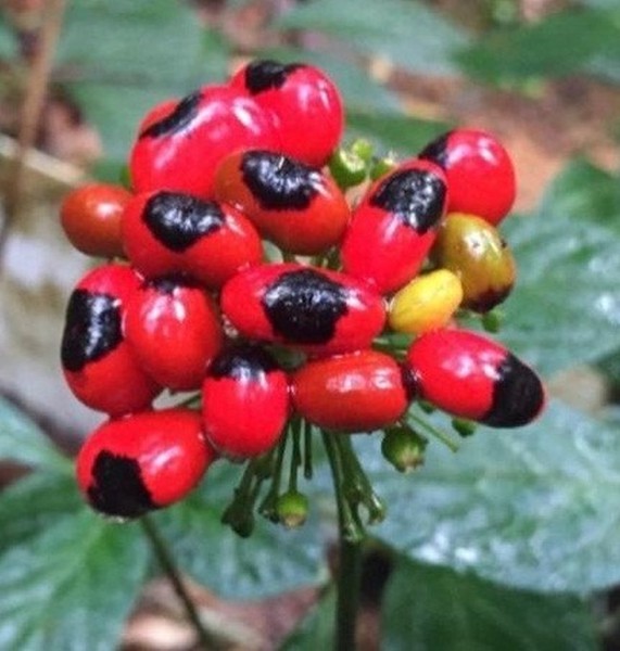 Loại hạt đắt đỏ bậc nhất thế giới, giá 240 triệu đồng/kg, chỉ duy nhất Việt Nam mới có - Ảnh 6.