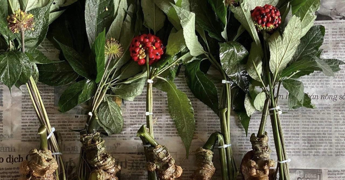 Loại hạt đắt đỏ bậc nhất thế giới, giá 240 triệu đồng/kg, chỉ duy nhất Việt Nam mới có - Ảnh 1.