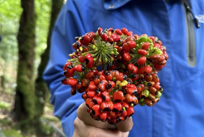 Loại hạt đắt đỏ bậc nhất thế giới, giá 240 triệu đồng/kg, chỉ duy nhất Việt Nam mới có - Ảnh 5.