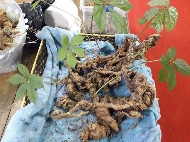 Loại hạt đắt đỏ bậc nhất thế giới, giá 240 triệu đồng/kg, chỉ duy nhất Việt Nam mới có - Ảnh 3.