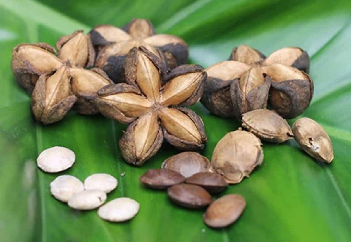 Loại hạt đắt đỏ bậc nhất thế giới, không ngờ có đầy ở Việt Nam - Ảnh 2.