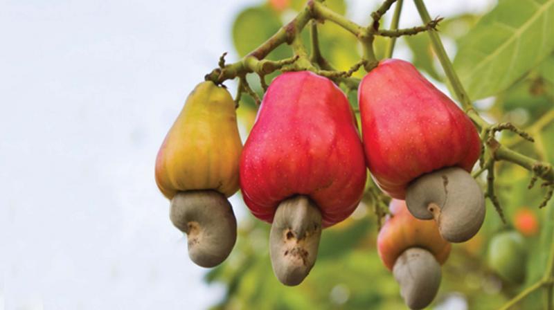 Những thực phẩm nguy hiểm bậc nhất thế giới, cái số 2 ở Việt Nam có nhiều- Ảnh 7.