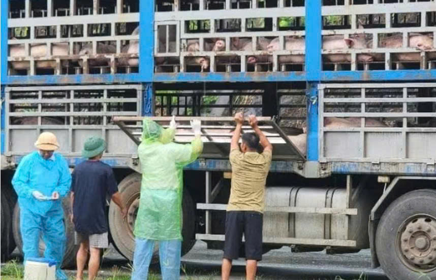 Phú Thọ: Phát hiện ngăn chặn và tiêu hủy 14 tấn lợn bị dịch tả Châu Phi- Ảnh 1. Phú Thọ: Phát hiện ngăn chặn và tiêu hủy 14 tấn lợn bị dịch tả Châu Phi- Ảnh 1.