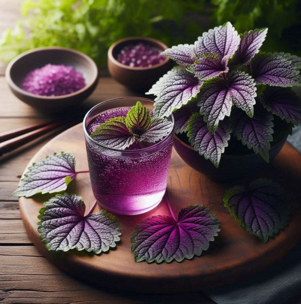 Những người "đại kỵ" với nước lá tía tô, biết mà tránh kẻo rước hoạ- Ảnh 3. Những người "đại kỵ" với nước lá tía tô, biết mà tránh kẻo rước hoạ- Ảnh 3.