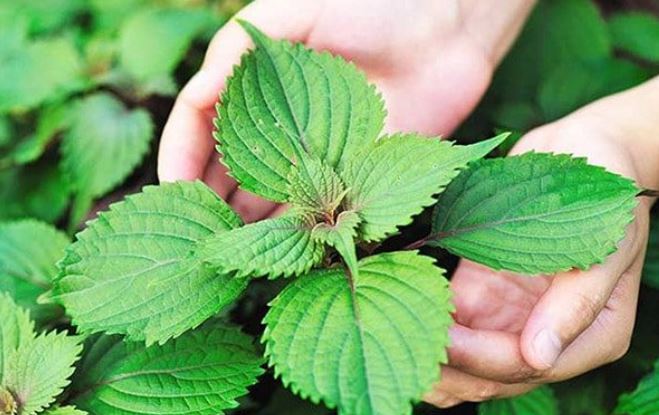Những người "đại kỵ" với nước lá tía tô, biết mà tránh kẻo rước hoạ- Ảnh 1. Những người "đại kỵ" với nước lá tía tô, biết mà tránh kẻo rước hoạ- Ảnh 1.