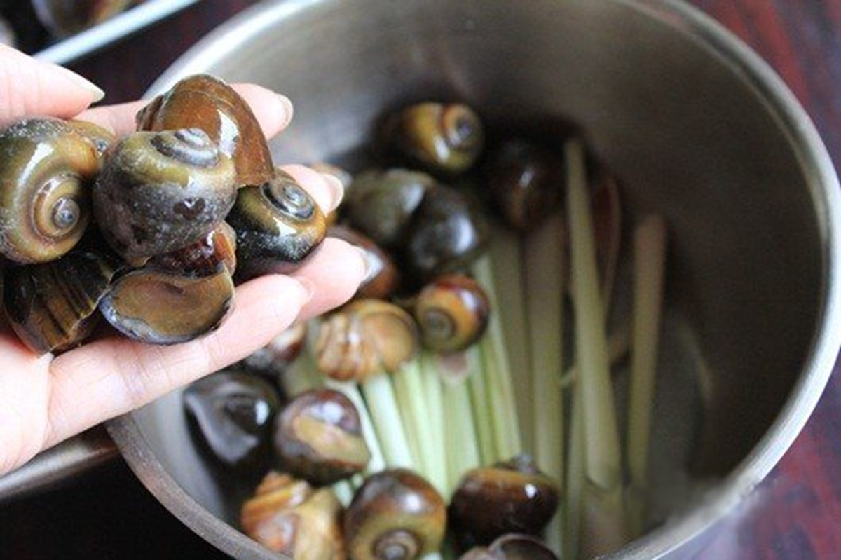 Luộc ốc phải nhớ ngay 3 điều này, ốc vừa sạch lại ngon giòn "chuẩn" vị nhà hàng - Ảnh 1.